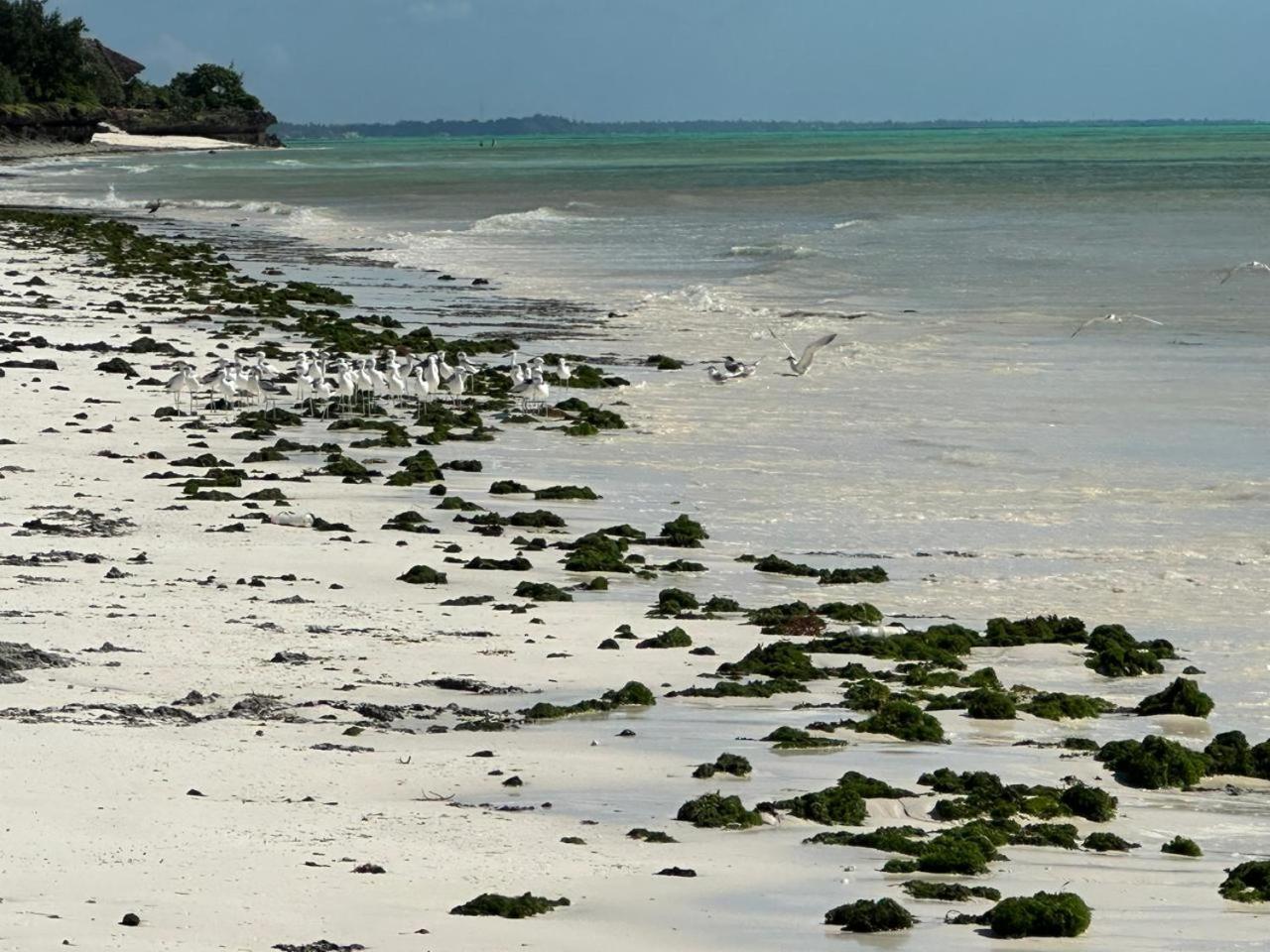 Villa Serenity, Tanzania Unforgettable Paje Eksteriør bilde